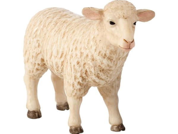 Mojo Ewe