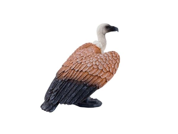 Griffon Vulture