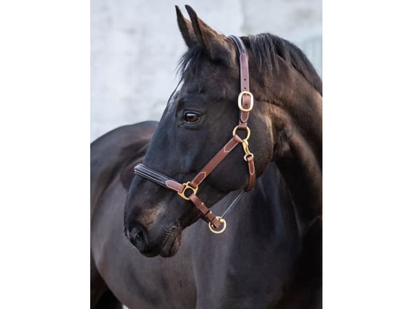 Jacson London Lädergrimma Brun Ponny