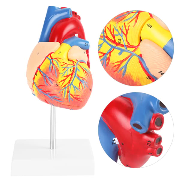 1:1 Anatomisk Menneskehjerte Model, Livsstørrelse, 2-delt Kardiovaskulært Undervisningshjælpemiddel