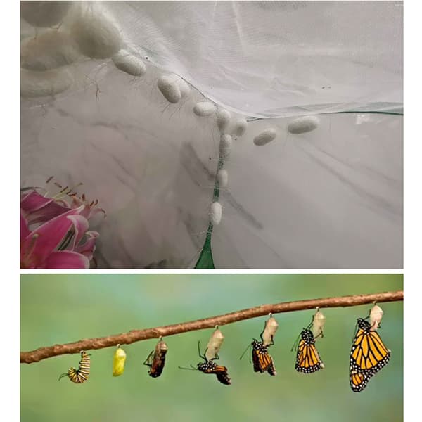Bærbart Insekt Sommerfuglebur Mesh Hus Habitat Avlsindhegning