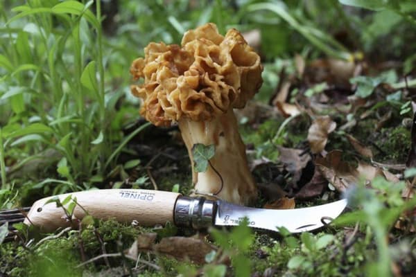 OPINEL NO 08 CHAMPIGNONS, svampkniv Opinel