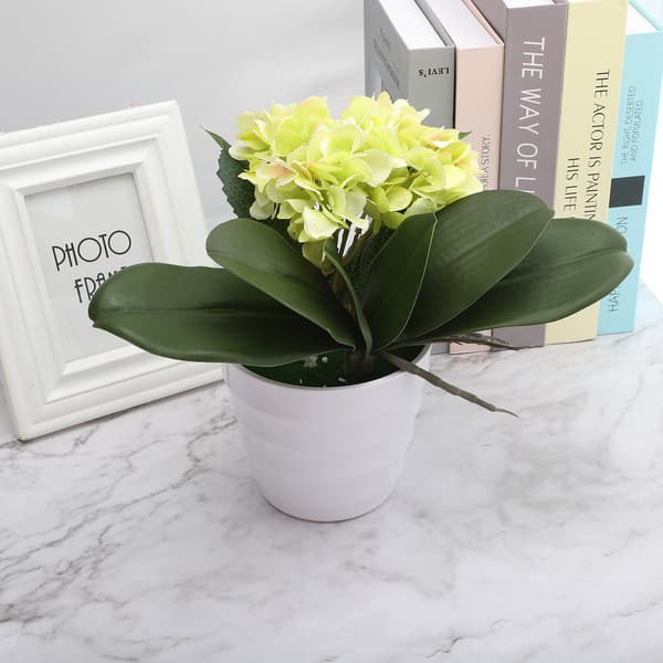 Phalaenopsis Löv Orkidélöv Bröllop Heminredning Simulering Växter