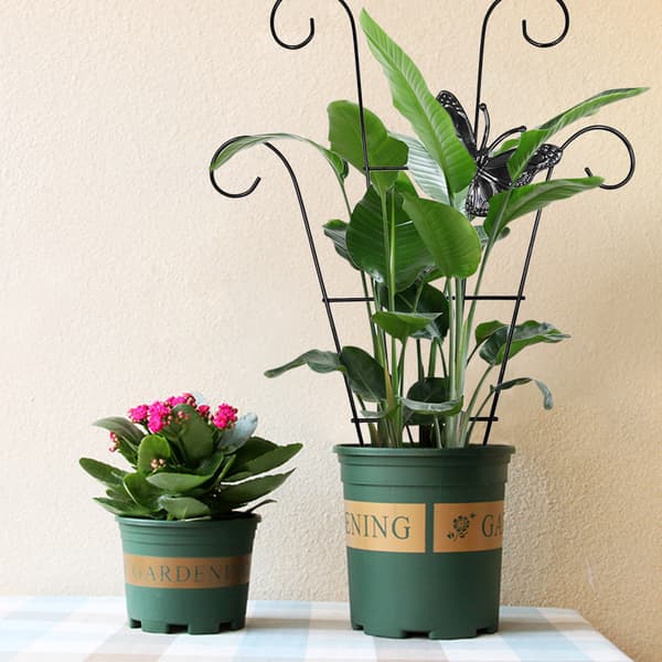 Espalier i rustfrit stål til klatreplanter, espalier til vinstokke