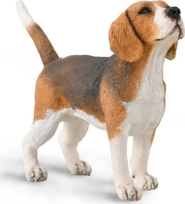 Beagle-koira