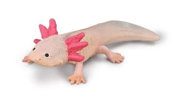 Axolotl