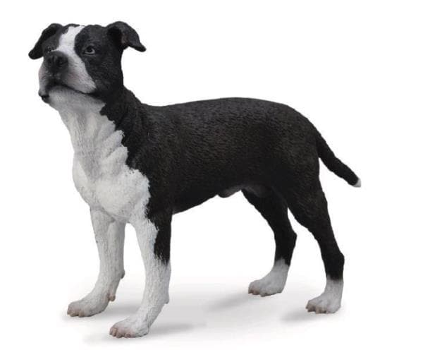 Amerikansk Staffordshire Terrier