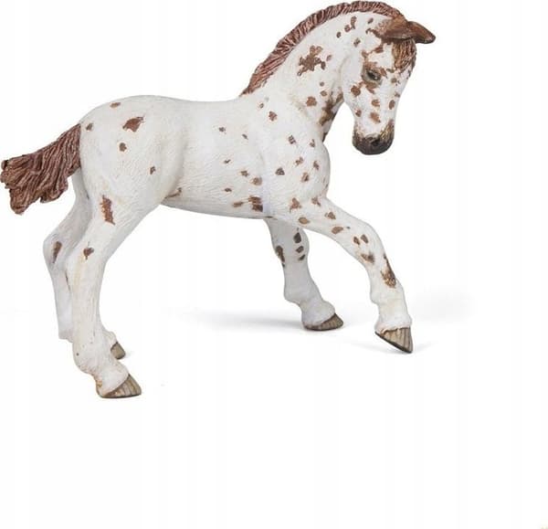 Zrebie Appaloosa