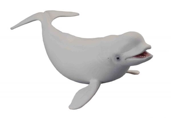 Hvidhval