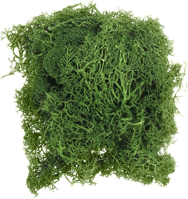 Tummanvihreä sammal 20g