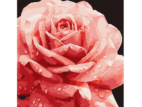 Måla efter nummer 40 x 40 cm KHO3236 Perfect Rose AP0095