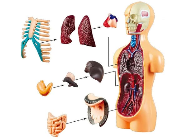 Utbildningsset Anatomisk modell MÄNNISKOKROPP + organ 11 delar ZA5200