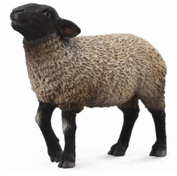 Suffolk-lammas