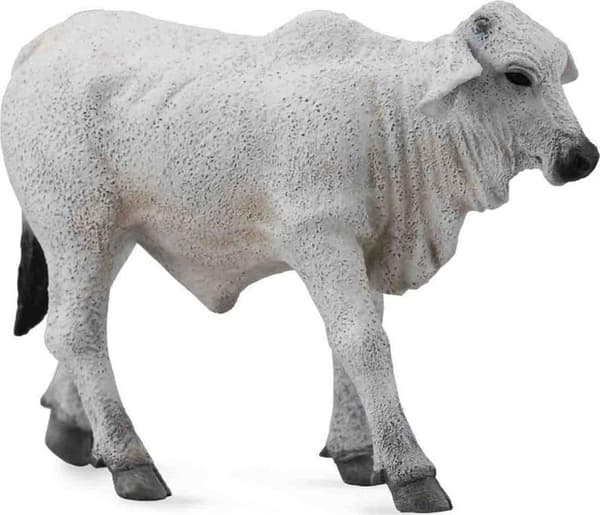 Kropp Brahman 88581 COLLECTA