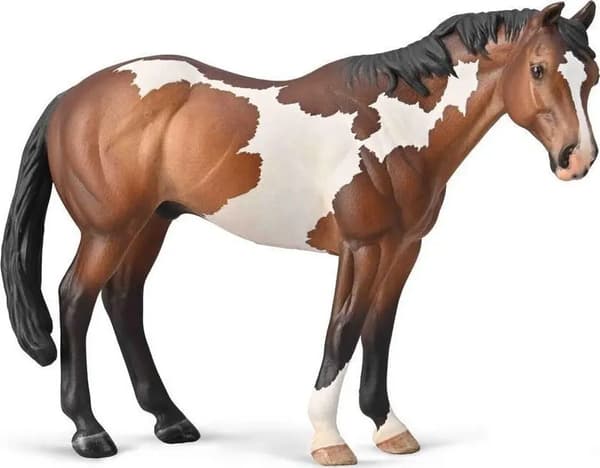 Appaloosa-hingst