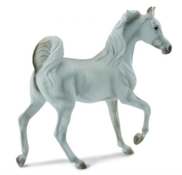 Arabian Grey Masci Mare