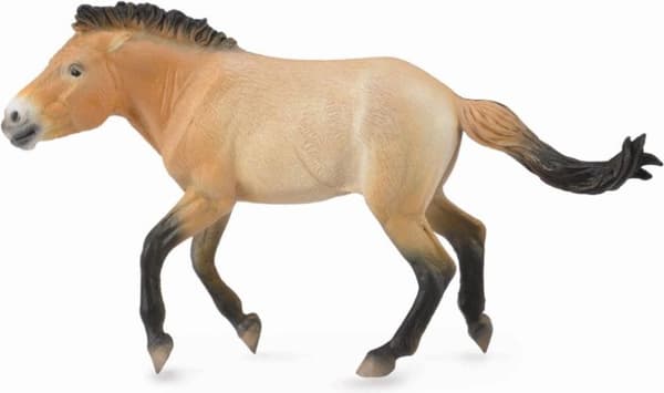 Collecta Przewalski Hingst Figur (88602)