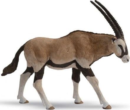 Oryx antilope