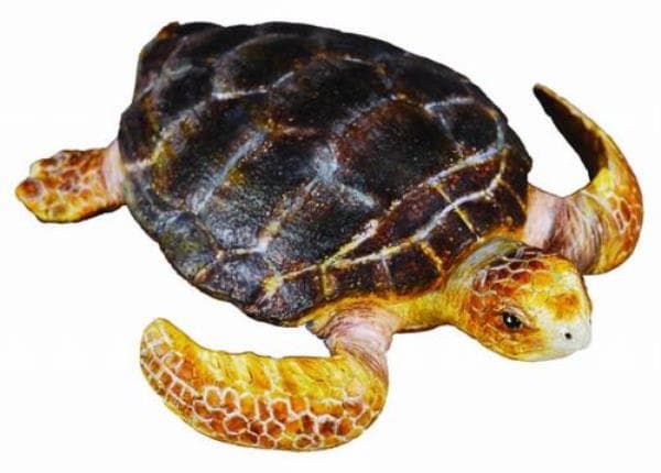 Valekarettikilpikonna