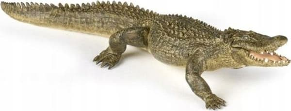 Alligator