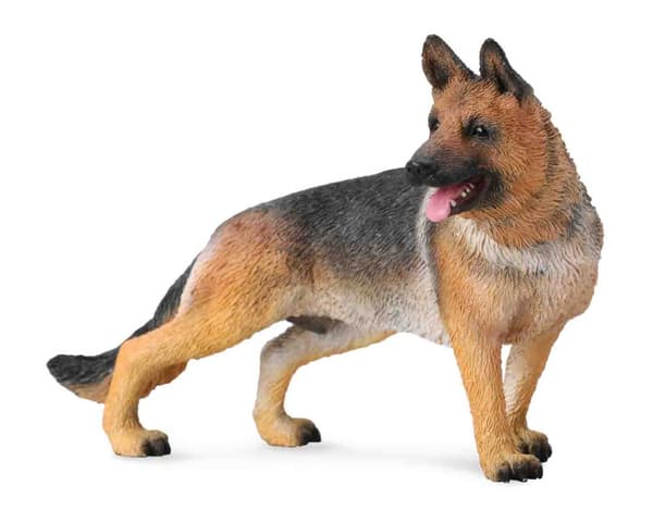 Alsatian Shepherd Dog