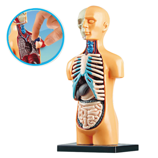 Pædagogisk anatomisk model af menneskelige organer