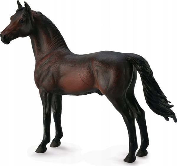 Kon Morgan hingst brun 88646 COLLECTA