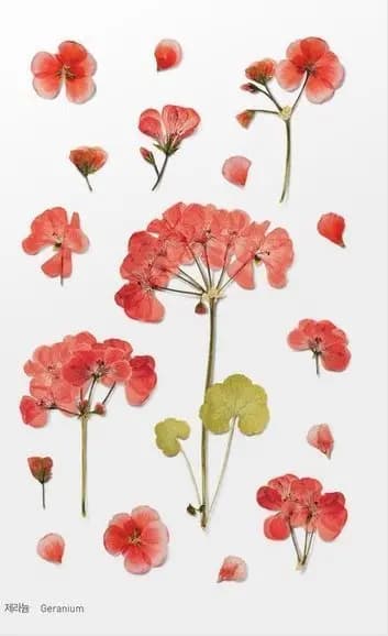 Koristeelliset kukkatarra - Pelargoni