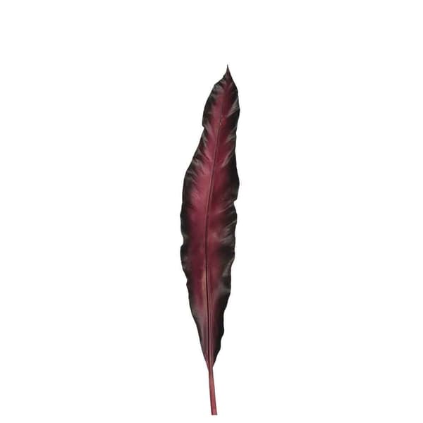 Lisc 75 tummanpunainen Fiore
