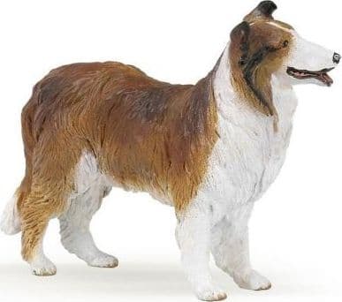Collie Sheepdog