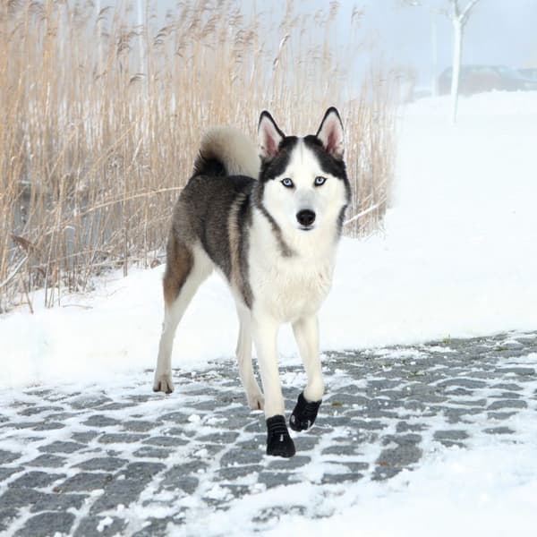 Trixie Säkerhetsskor Walker Active XXL 2 st