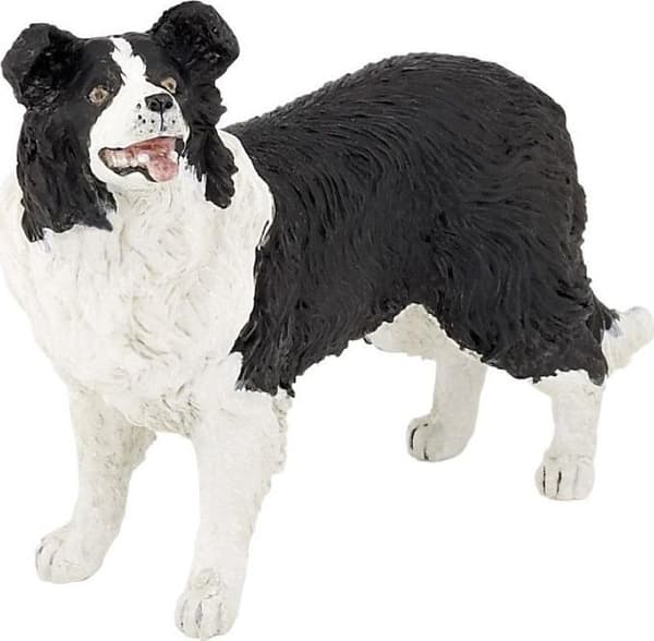 Bordercollie
