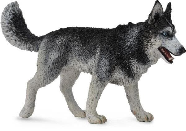 Siberian Husky Hund