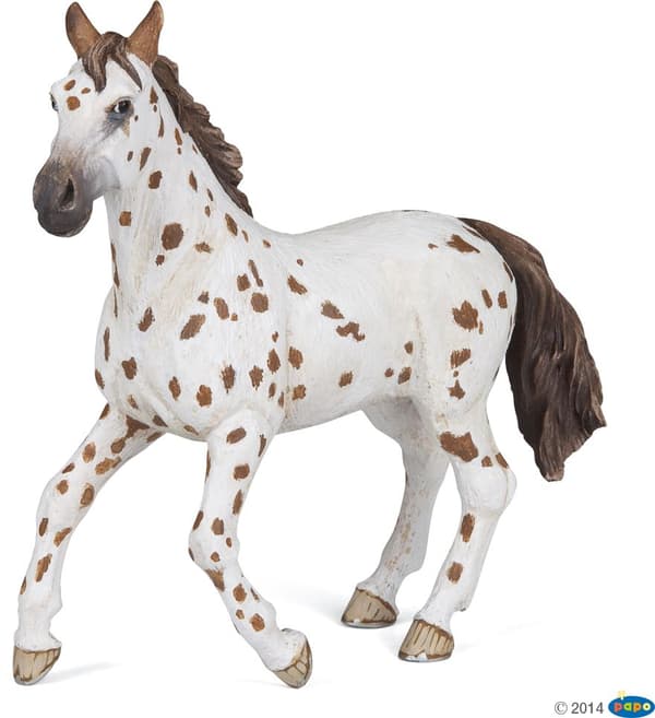 Appaloosa tamma