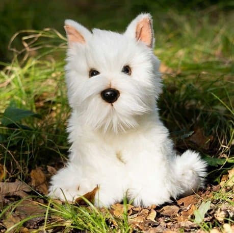 Plys Westie