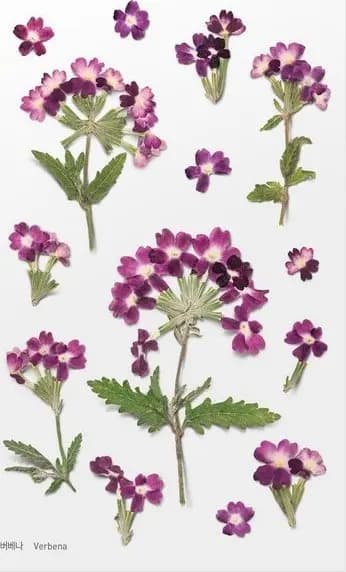 Koristeelliset kukkatarra - Verbena
