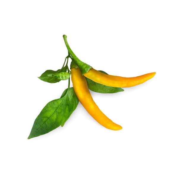 Click & Grow Smart Garden Refill 3-pack keltainen chilipippuri