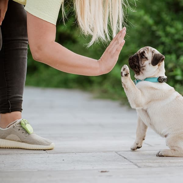 TICKLESS Flåttbeskyttelse Mini Hund Svart