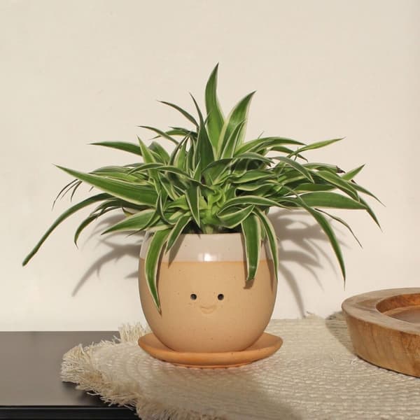 Winkee Gråtende plantepotte - Planter