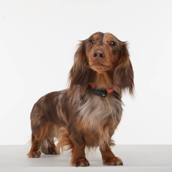 TICKLESS Tick Repellent  Mini Dog Black