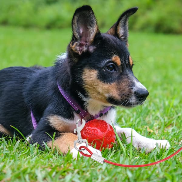 Bindekabel Bærbart Udtrækkeligt Hundetræningsreb Hvalpehunde