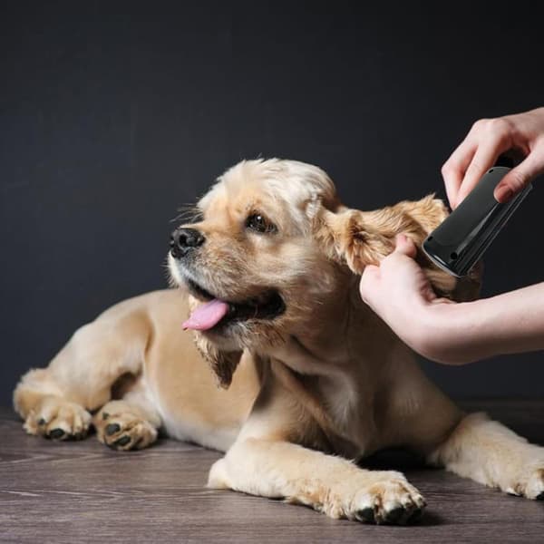 Hårfjerningsbørste til katte, hunde, kaniner, heste