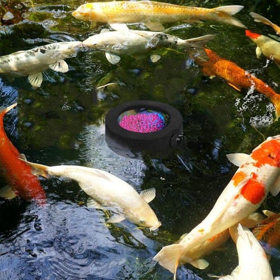 Magnetisk flydende fiskefoderring til kampfisk – akvariefodertilbehør