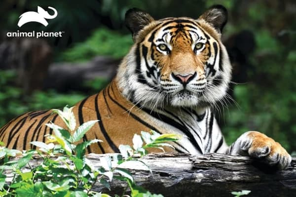 Prime 3D Pussel Tiger, 150 Bitar