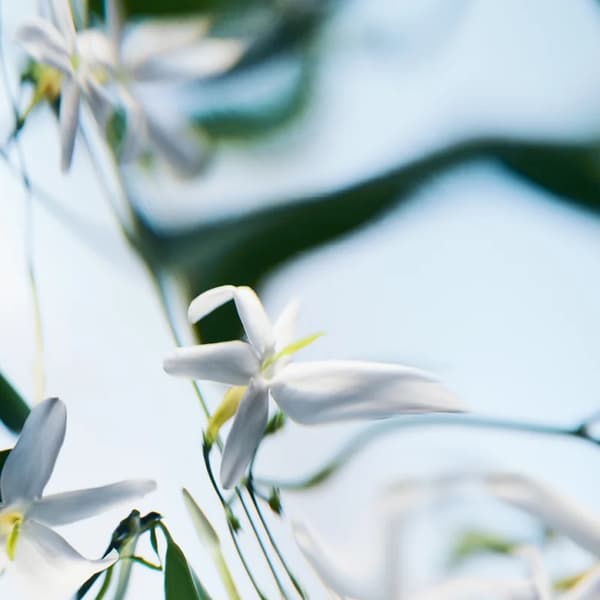 BYREDO Blanche Absolu Eau de Parfum naisille