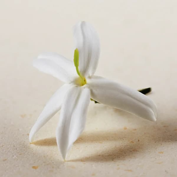 Chloé Atelier des Fleurs Jasminum Sambac Eau de Parfum til kvinder