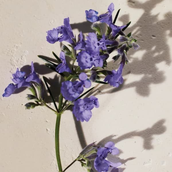 Chloé Atelier des Fleurs Hysope Eau de Parfum til kvinder