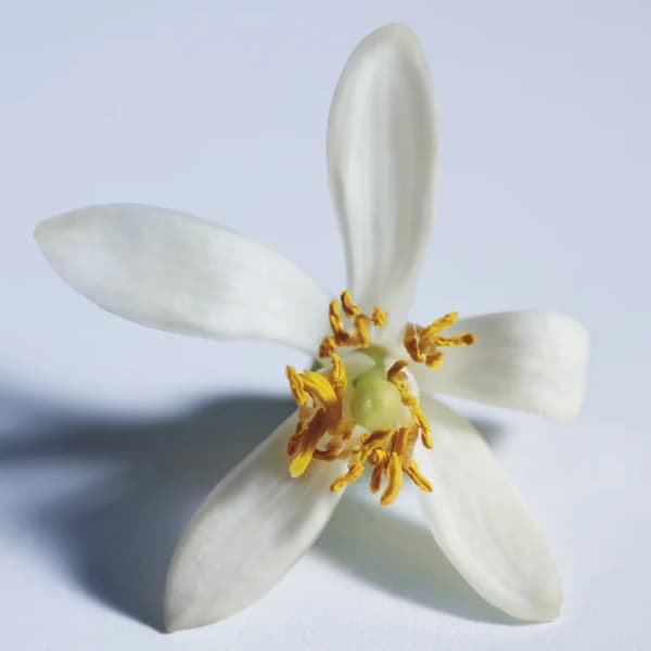 Chloé Atelier des Fleurs Nuit d'Oranger Eau de Parfum til kvinder