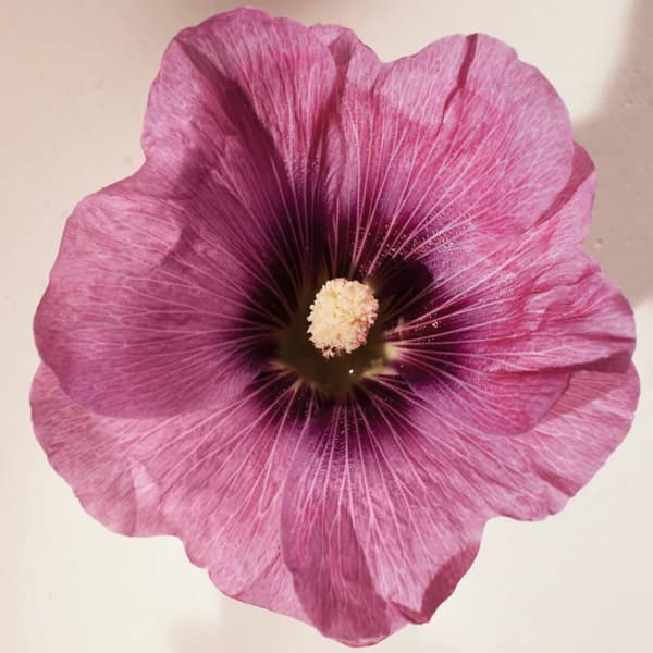 Chloé Atelier des Fleurs Hibiscus Abelmoschus Eau de Parfum til kvinder