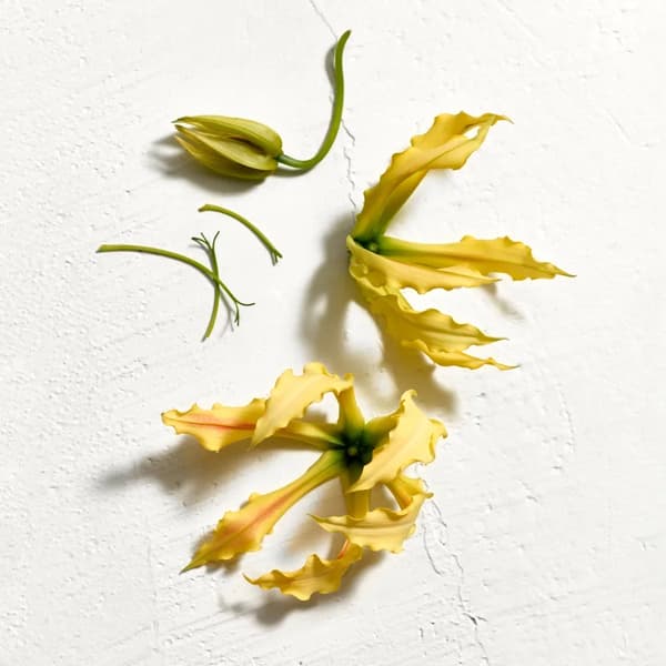 Jil Sander Sun Parfum til kvinder